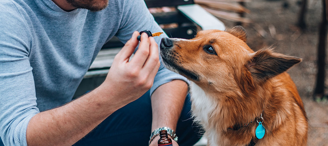 CBD Oil for Dog